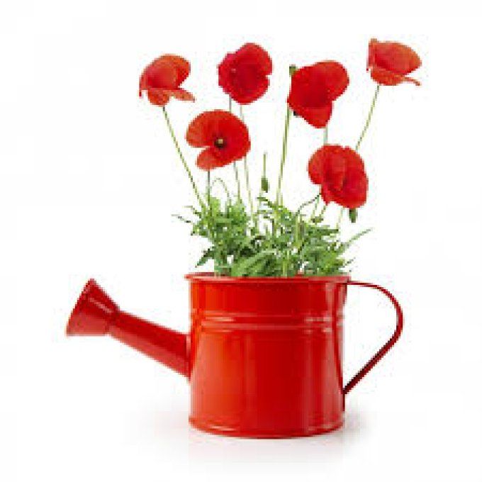 CARTE MAGIQUE A PLANTER - AVEC UN GRAND AIME - N16